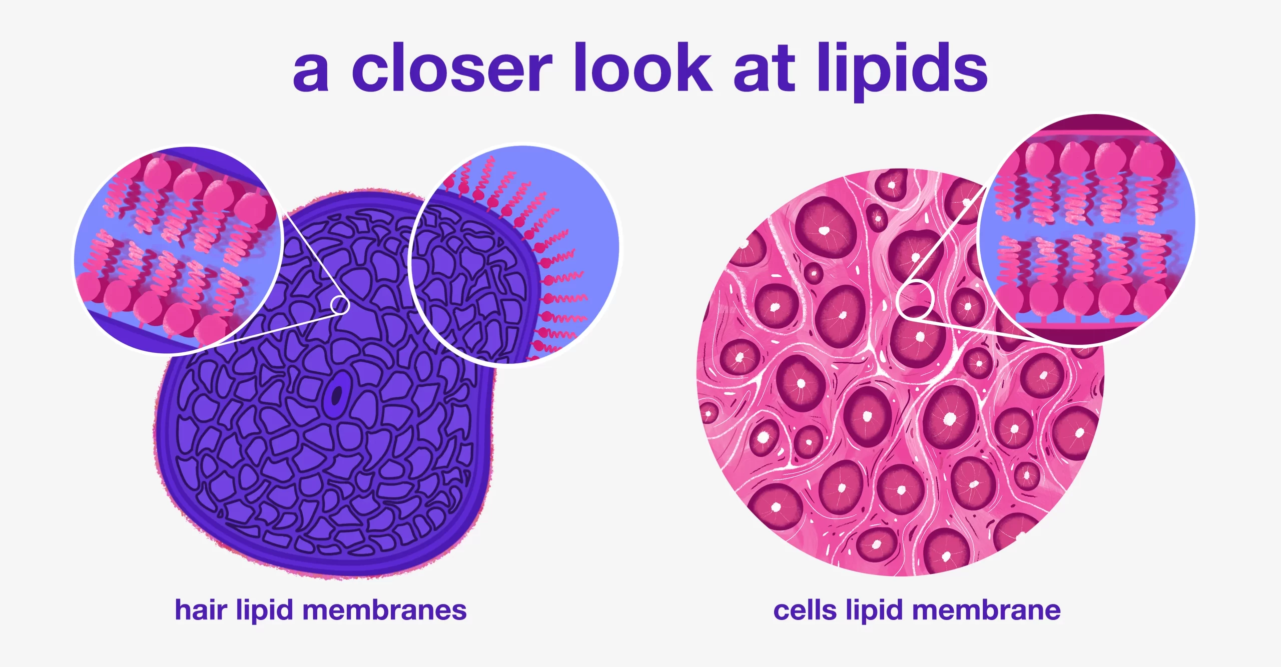 Ceramides and Lipids: Nourishing the Crown – Understanding the Lipid Layer’s Role in Hair Health