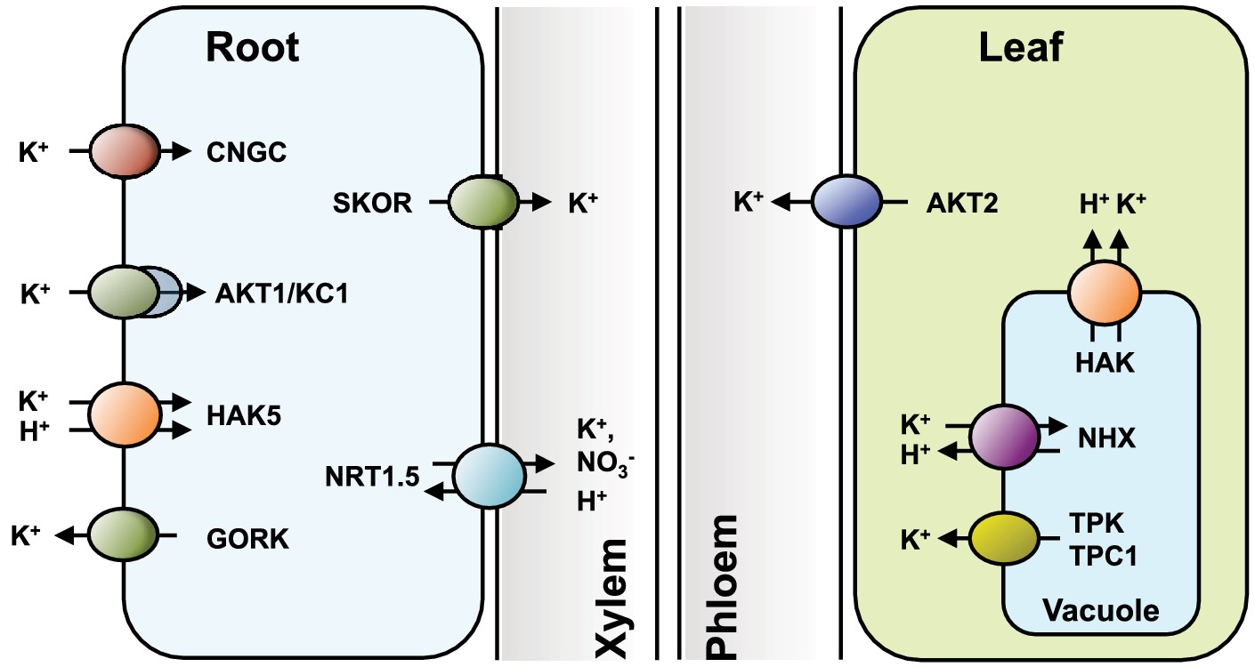 Ionic Intelligence: Decoding How Ions Shape Your Hair’s Electric Charge