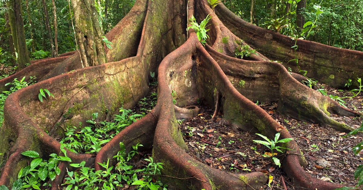 Rainforest Roots: Unveiling Indigenous Scalp Care Wisdom